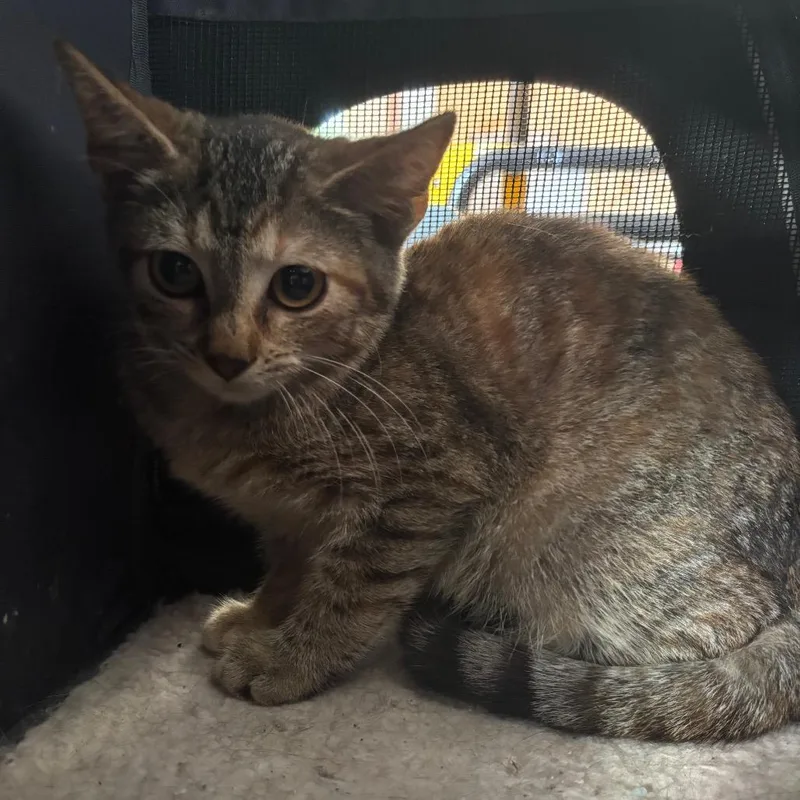 A baby small-sized female Torbie Domestic Short Hair cat named Swiss for adoption in Columbia, MO