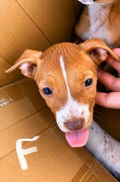 A baby medium-sized female Australian Shepherd dog named Aires for adoption in Morton Grove, IL