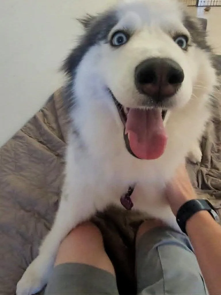 An adult large-sized female Siberian Husky dog named Eliza for adoption in Millersville, MD