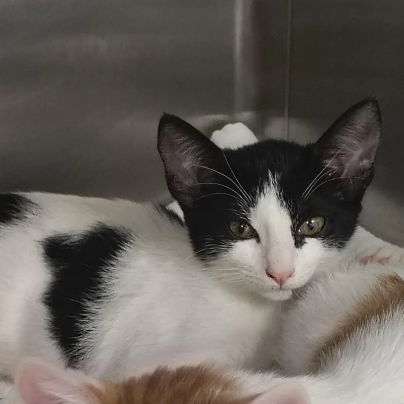 A baby small-sized female Black Domestic Short Hair cat named Bachata for adoption in Vieques, PR