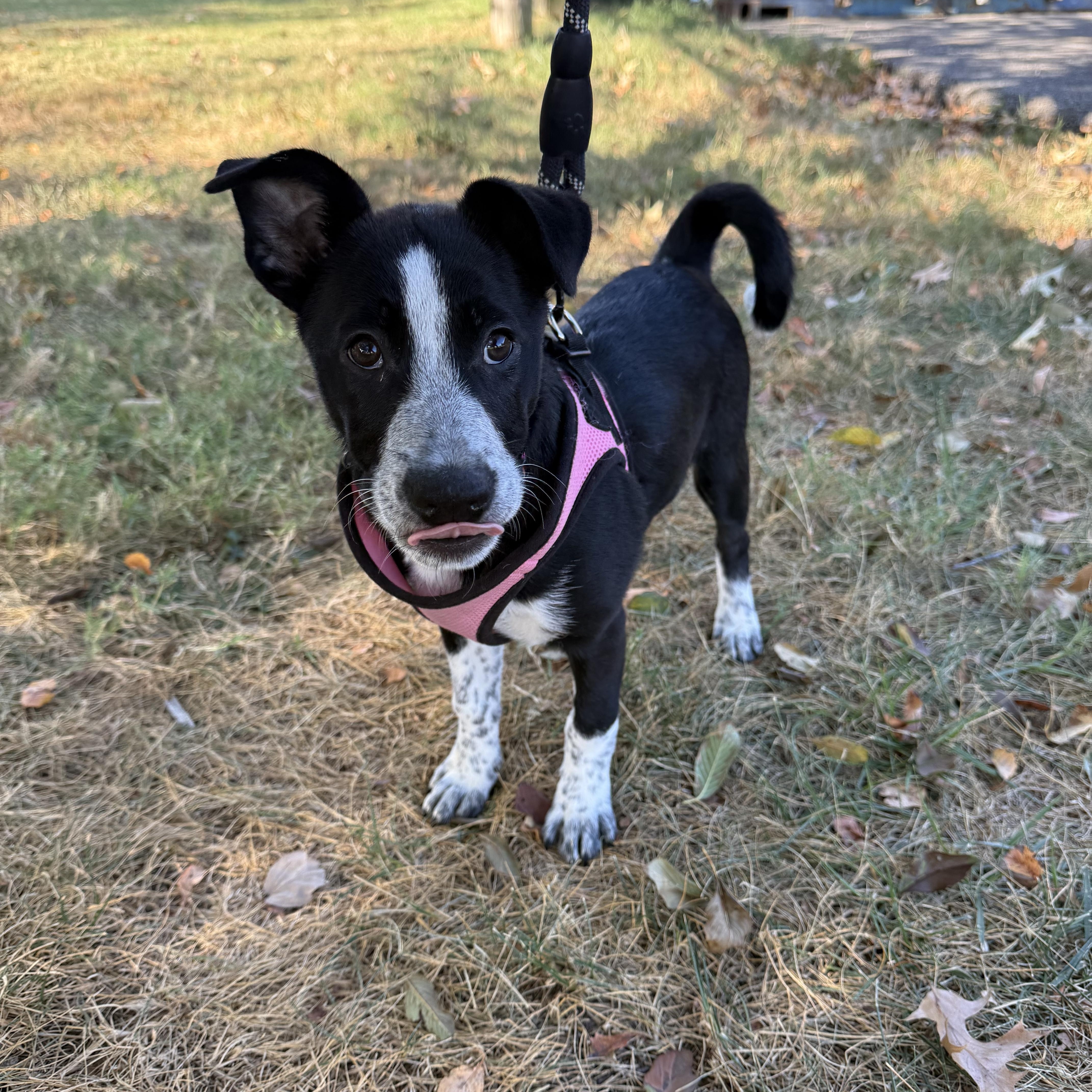 A baby small-sized female Black Mixed Breed dog named Zelda for adoption in Hendersonville, TN