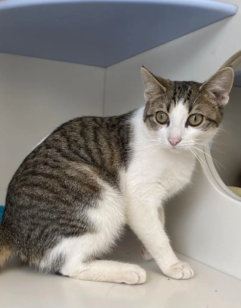An adult medium-sized female Domestic Short Hair cat named Callie for adoption in Elizabethtown, NY