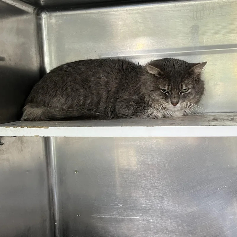 An adult medium-sized male Gray & White Tabby cat named Rocky for adoption in Pompton Plains, NJ