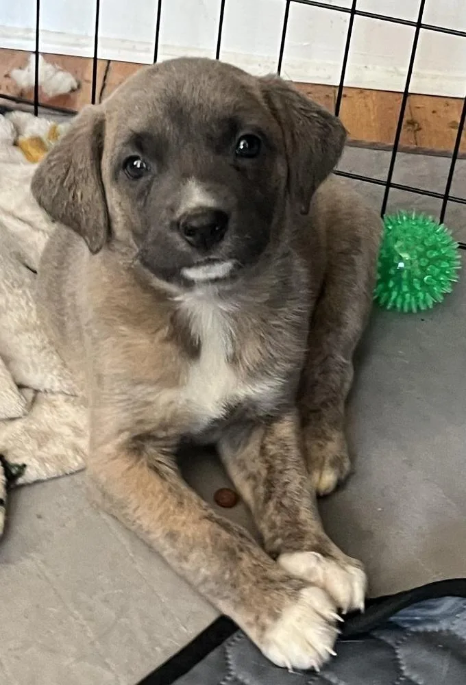 Baby Aspen thumbnail 2