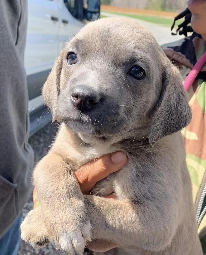 Baby Aspen thumbnail 4