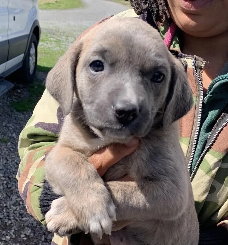 Baby Aspen thumbnail 5