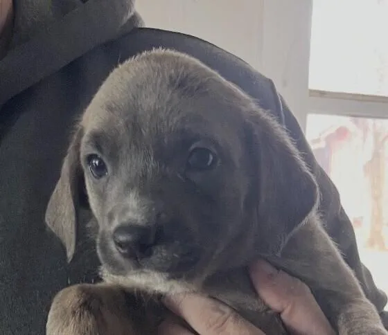 Baby Aspen thumbnail 6