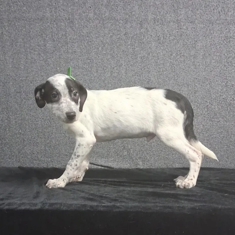 A baby medium-sized male Mixed Breed dog named Mark for adoption in Medfield, MA