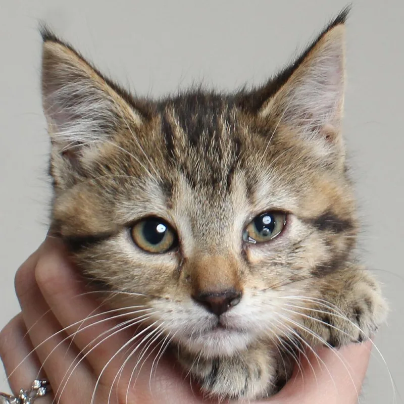 A baby small-sized female Brown / Chocolate Domestic Medium Hair cat named Slap Stick C for adoption in Minnetonka, MN
