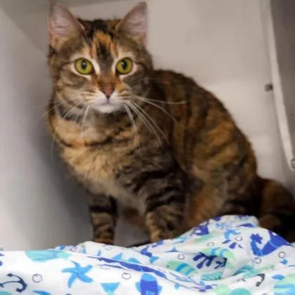 Torti Girl thumbnail 2