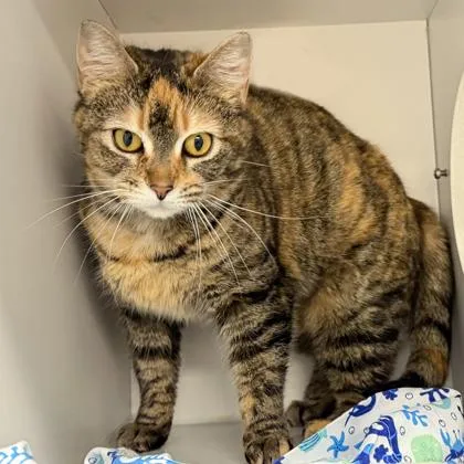 Torti Girl thumbnail 3