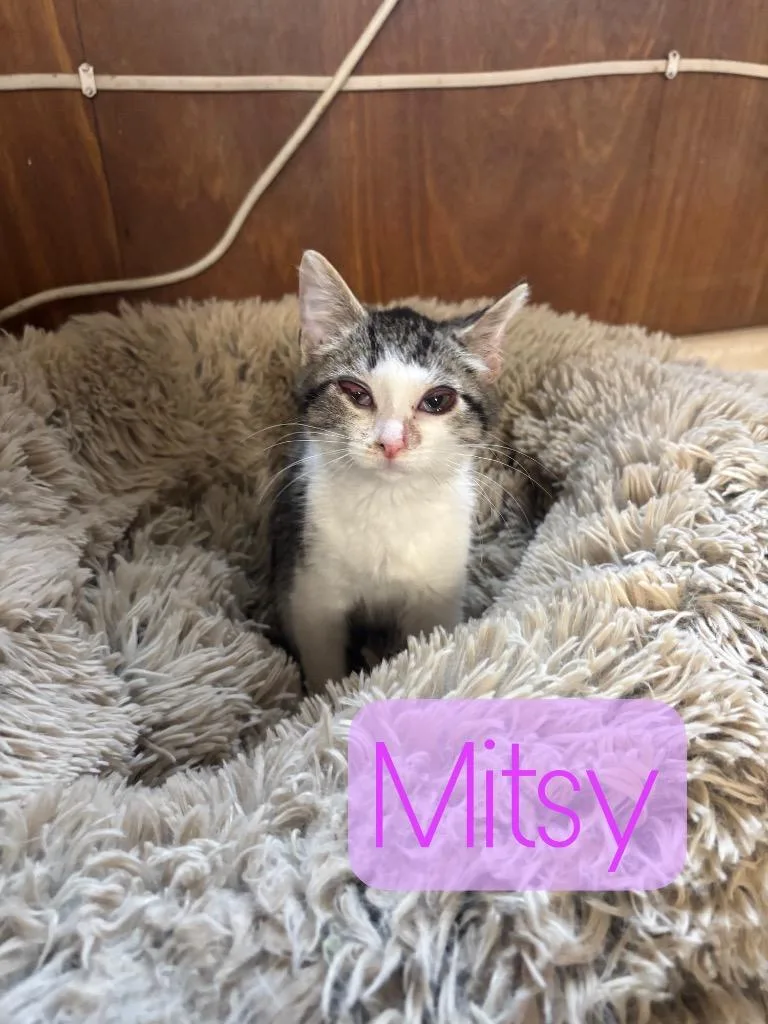 A baby small-sized female Domestic Short Hair cat named Mitsy for adoption in Hillsboro, OH