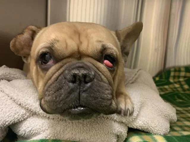 An adult small-sized female French Bulldog dog named Beauty for adoption in Sacramento, CA