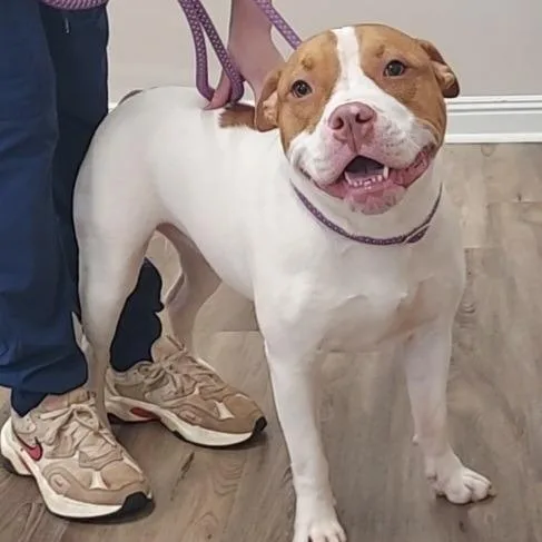An adult large-sized female White / Cream Staffordshire Bull Terrier dog named Daisy for adoption in Newnan, GA
