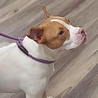 Daisy thumbnail 2