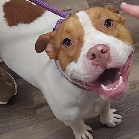 Daisy thumbnail 5