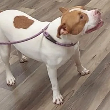 Daisy thumbnail 6