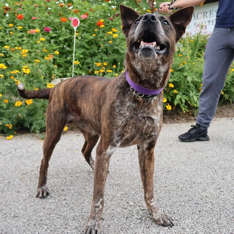 An adult medium-sized female Brindle Mixed Breed dog named Estelle for adoption in Saint Charles, MO