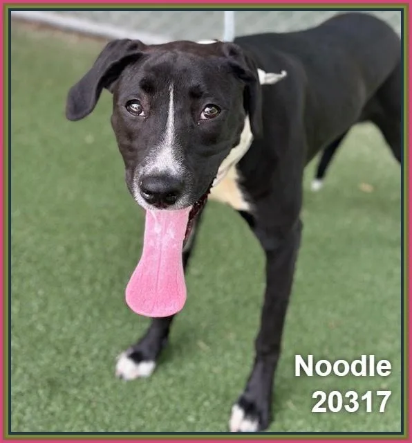 Noodle