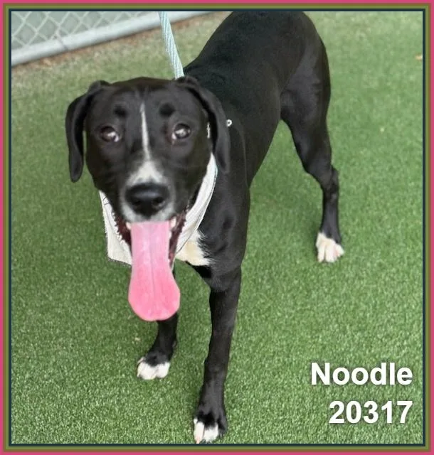 Noodle thumbnail 2
