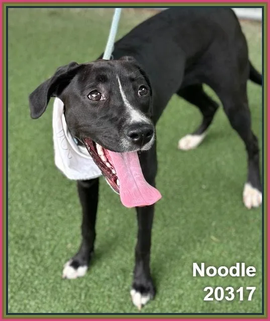 Noodle thumbnail 5