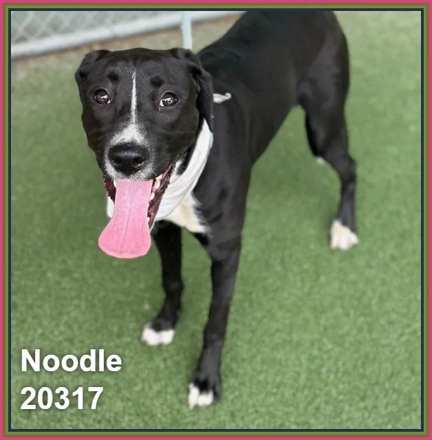 Noodle thumbnail 6