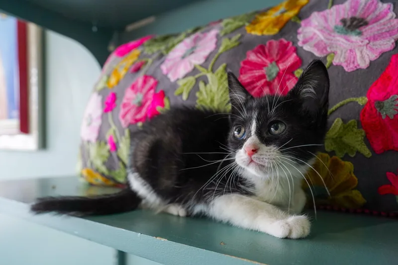 A baby small-sized female Domestic Short Hair cat named Thelma for adoption in San Antonio, TX