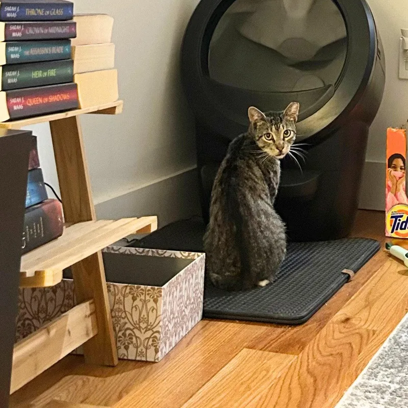 An adult medium-sized male Domestic Short Hair cat named Limeade for adoption in Brooklyn, NY