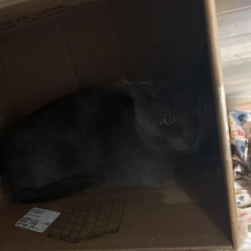 A senior small-sized male Gray / Blue / Silver Domestic Short Hair cat named Bell for adoption in Philadelphia, PA
