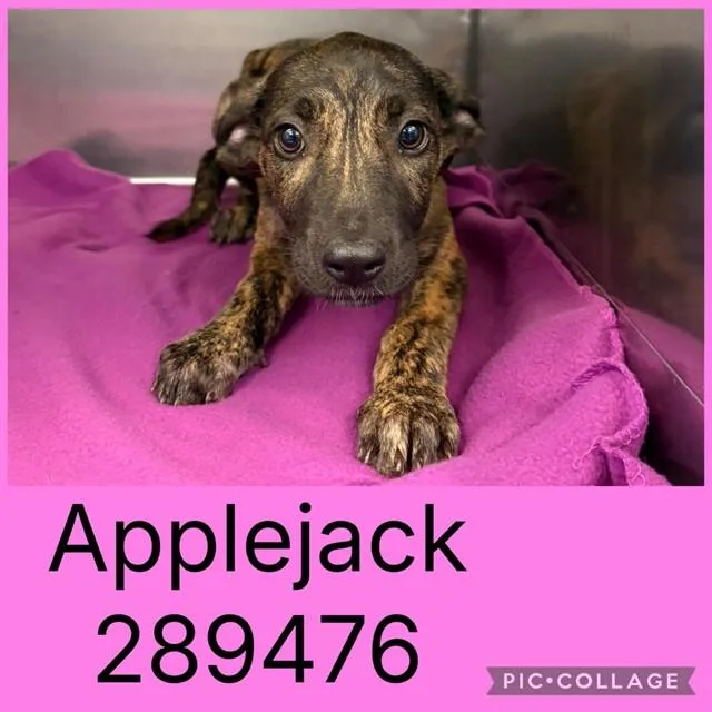 A baby small-sized female Mixed Breed dog named Applejack for adoption in Macon, GA