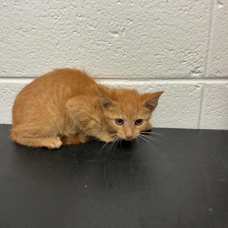 A baby small-sized male Orange / Red Domestic Short Hair cat named Goldfish for adoption in Spruce Pine, NC