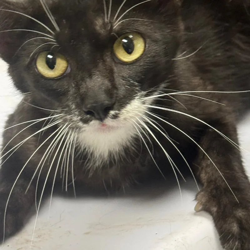 An adult medium-sized female Black Domestic Short Hair cat named Daisy for adoption in Lufkin, TX