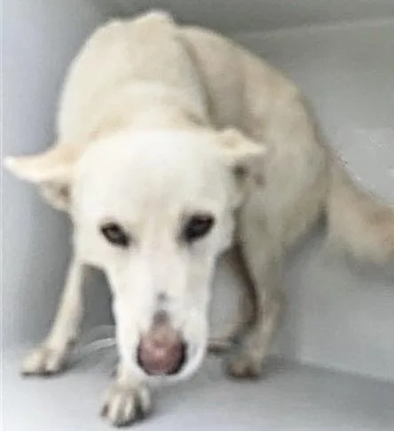 A young large-sized male German Shepherd Dog dog named A for adoption in Houston, TX