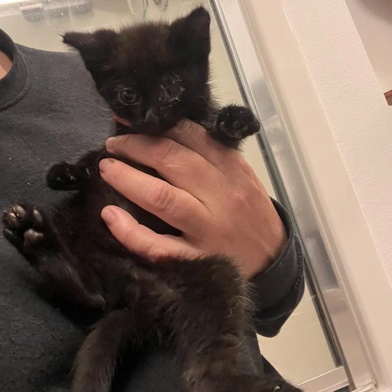 A baby small-sized female Domestic Medium Hair cat named Lottie for adoption in Tacoma, WA