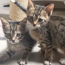 A baby small-sized male Brown / Chocolate Domestic Short Hair cat named Porthos for adoption in West Palm Beach, FL