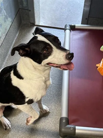 An adult medium-sized female Mixed Breed dog named Morgan for adoption in Largo, FL