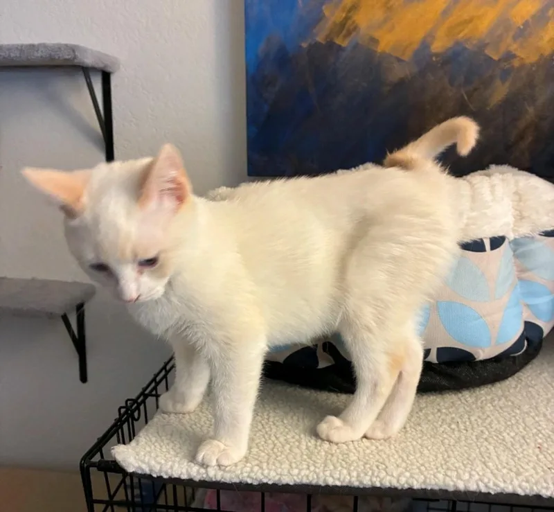 A baby medium-sized male Domestic Short Hair cat named Joey for adoption in Reno, NV