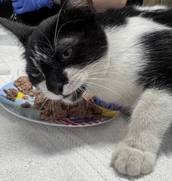 A baby small-sized male Domestic Short Hair cat named Theo for adoption in Escondido, CA