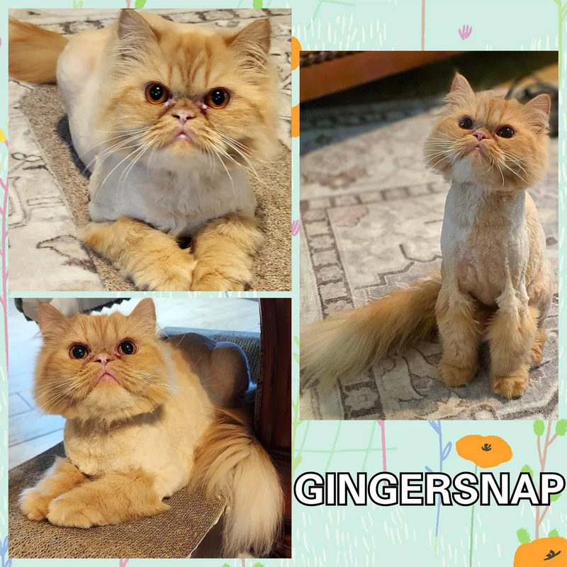 A young medium-sized female Persian cat named Gingersnap for adoption in Converse, TX