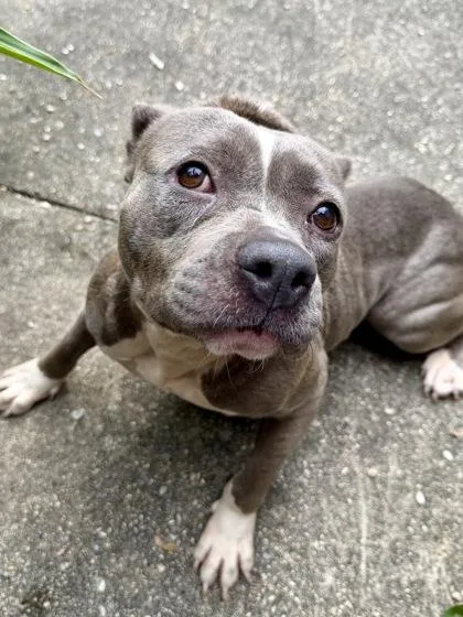 An adult medium-sized female Pit Bull Terrier dog named Gabbie for adoption in New Orleans, LA