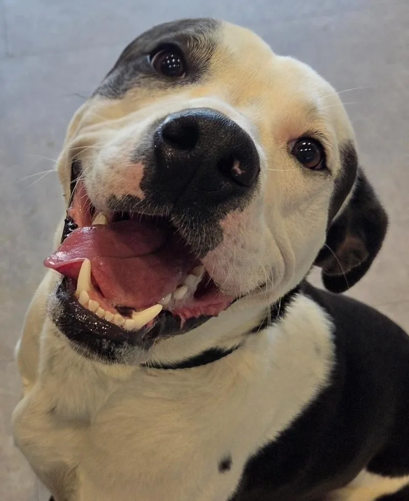 A young large-sized male Mixed Breed dog named Bandit for adoption in Bossier City, LA