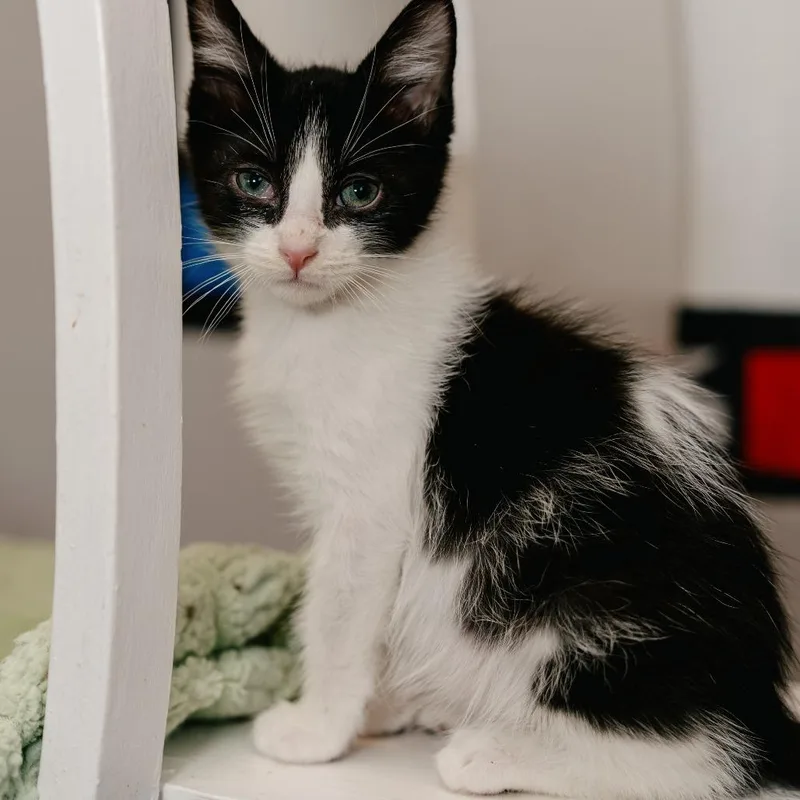A baby small-sized male Black Domestic Short Hair cat named Tot for adoption in Los Angeles, CA