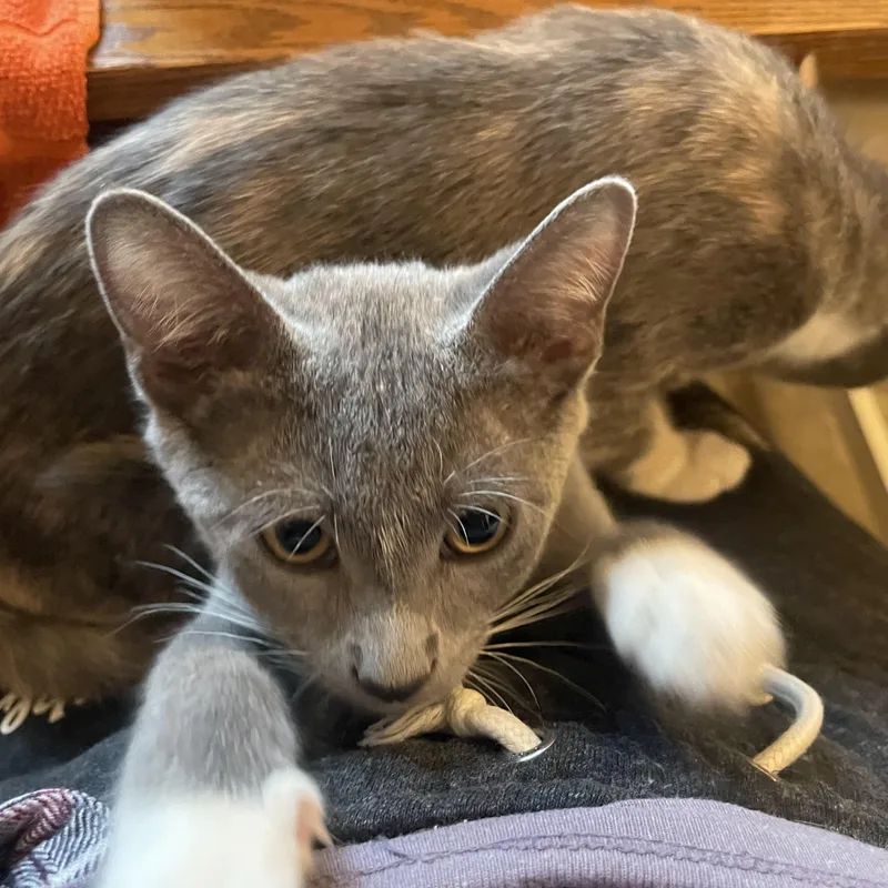 A baby medium-sized male Gray & White Domestic Short Hair cat named Linus for adoption in Chicago, IL