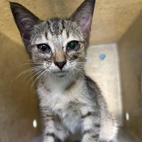 A baby small-sized male Brown / Chocolate Domestic Short Hair cat named Asher for adoption in San Gabriel, CA