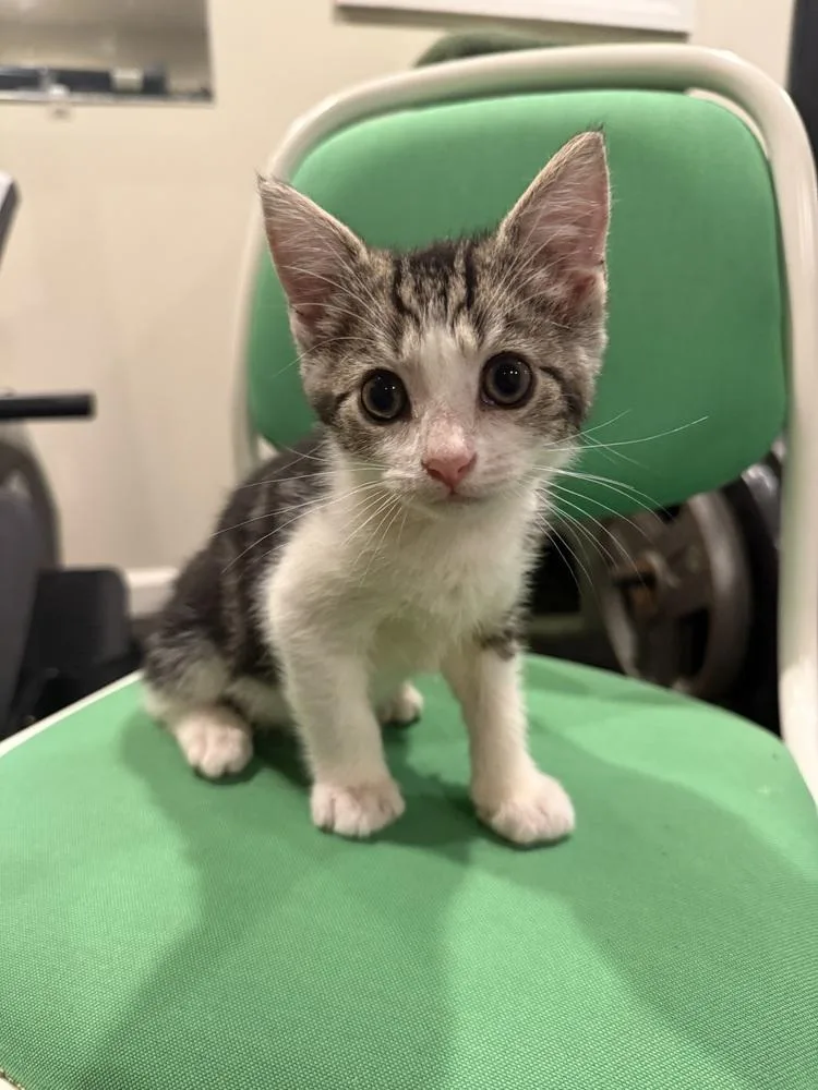 A baby medium-sized male Domestic Short Hair cat named Raiden for adoption in Emerald Isle, NC