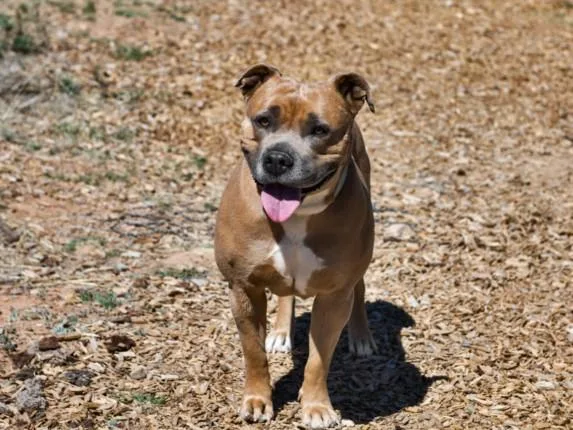An adult large-sized female Mixed Breed dog named Allegra for adoption in Santa Fe, NM