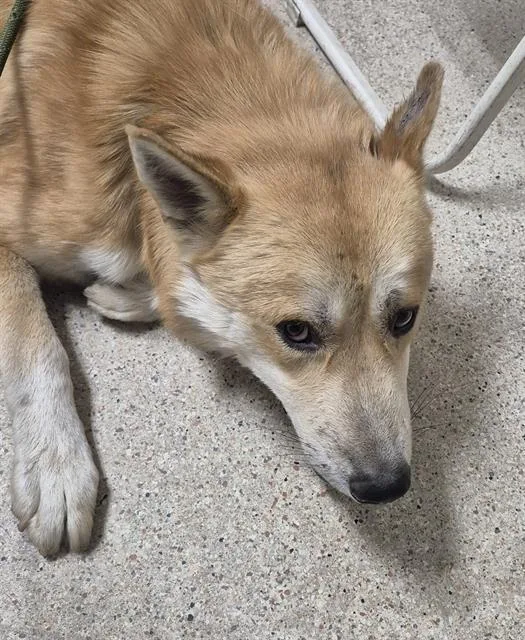 A young large-sized male Husky dog named Solo Vino for adoption in Bakersfield, CA
