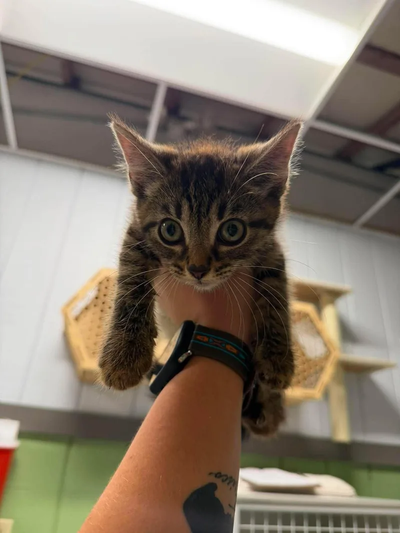 A young medium-sized male Tabby (Brown / Chocolate) Domestic Short Hair cat named Jimmie for adoption in Leitchfield, KY