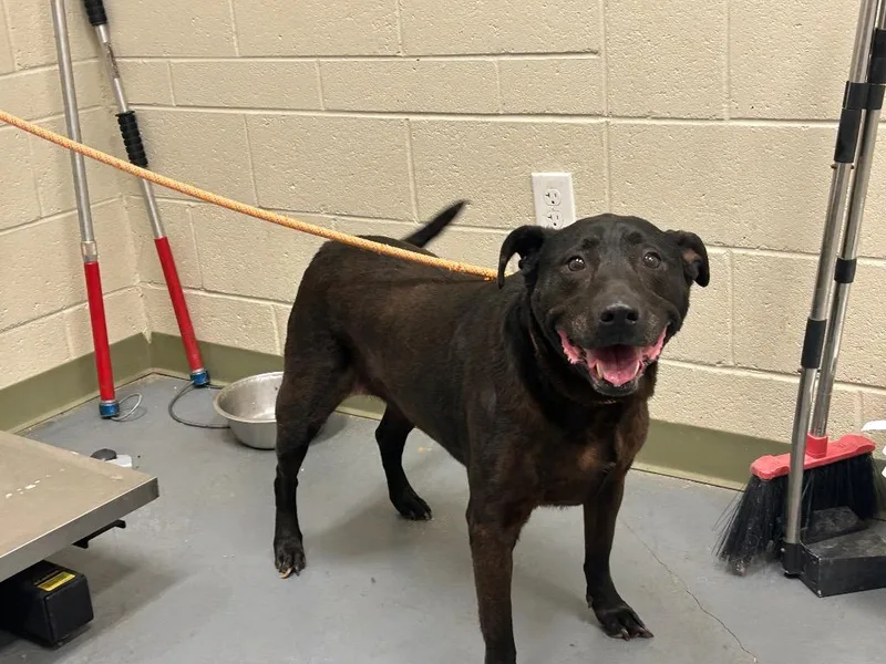 A senior medium-sized female Labrador Retriever dog named 2026-04-083 for adoption in Winder, GA
