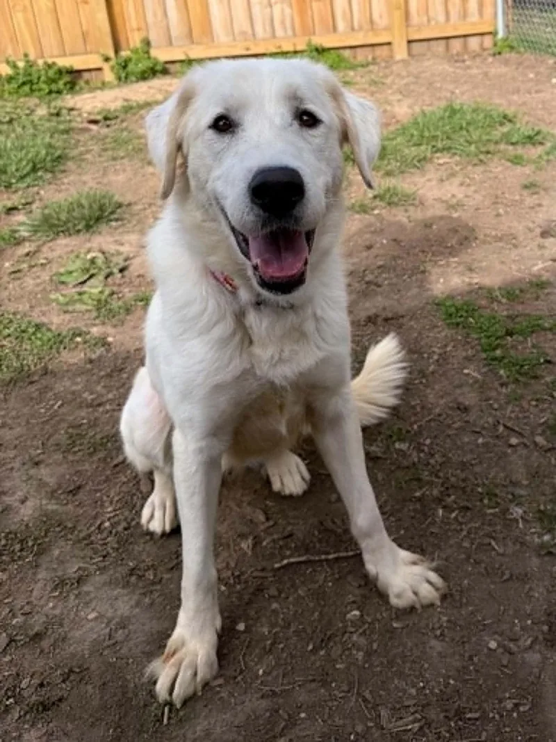 An adult medium-sized female White / Cream Golden Retriever dog named Molly for adoption in Martinsville, IN